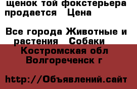 щенок той-фокстерьера продается › Цена ­ 25 000 - Все города Животные и растения » Собаки   . Костромская обл.,Волгореченск г.